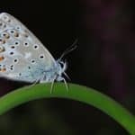 MicroLED and QD-OLED Displays: Superior Brightness and Color Accuracy