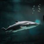 Underwater Hotels: Immersive Experiences in Oceanic Environments