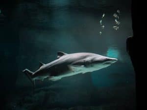 Underwater Hotels: Immersive Experiences in Oceanic Environments