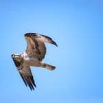 Reward Flight Hacking: Combining Points for Round-the-World Trips