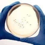 Precision Fermentation: Creating Novel Ingredients with Microbes