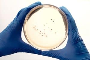 Precision Fermentation: Creating Novel Ingredients with Microbes