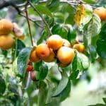 Sustainable Agriculture Policies: Impact on Food Production