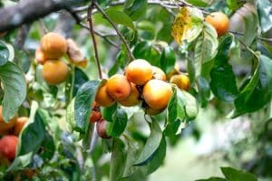 Sustainable Agriculture Policies: Impact on Food Production