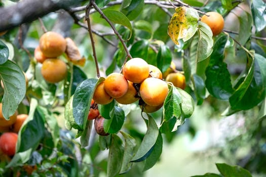 Sustainable Agriculture Policies: Impact on Food Production