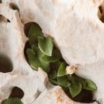 Mindset Education: Fostering Growth and Resilience